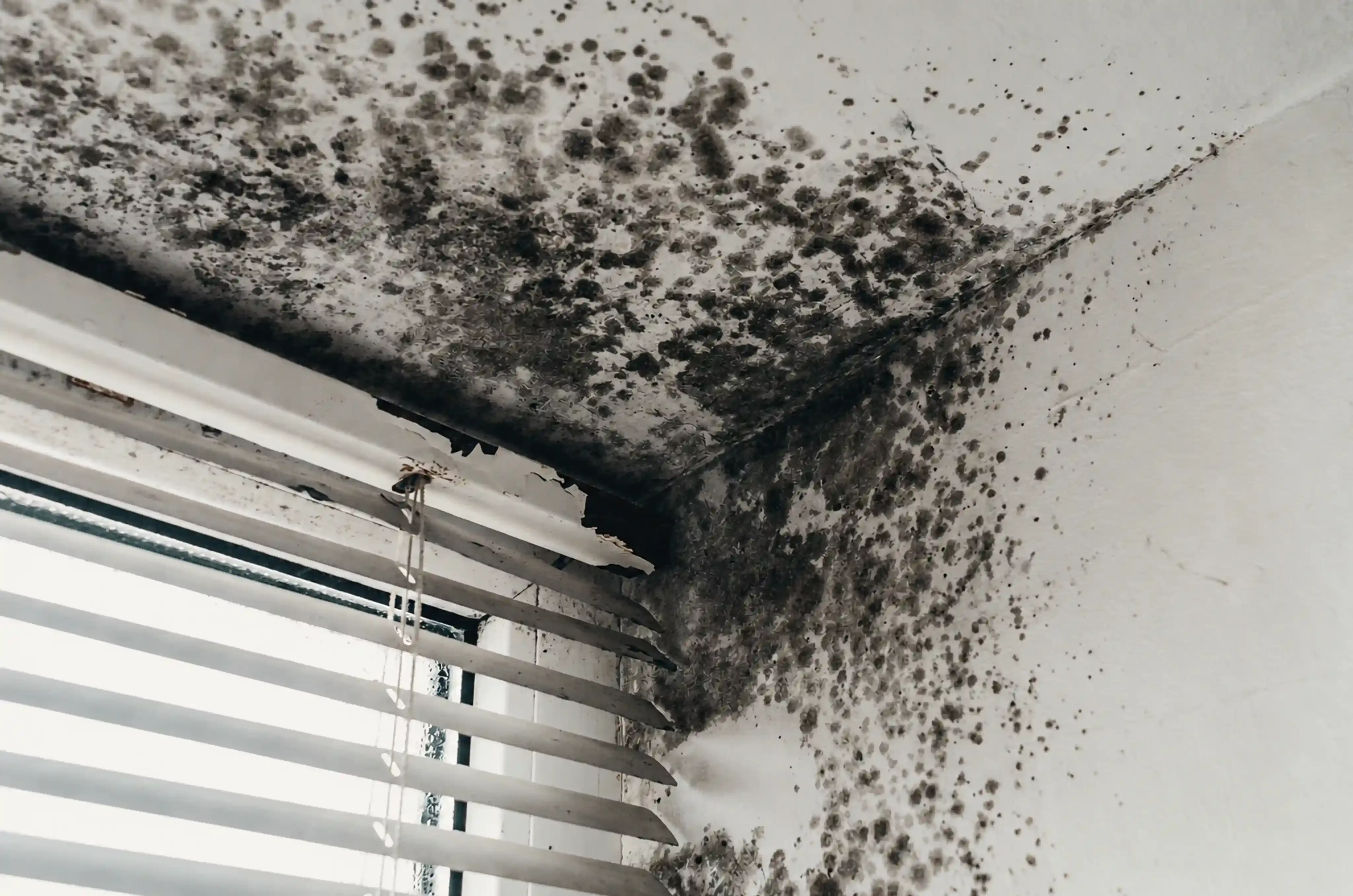 Mold on the ceiling caused by a leak in the roof's waterproofing at a home in Florida Mold on the ceiling caused by a leak in the roof's waterproofing at a home in Florida